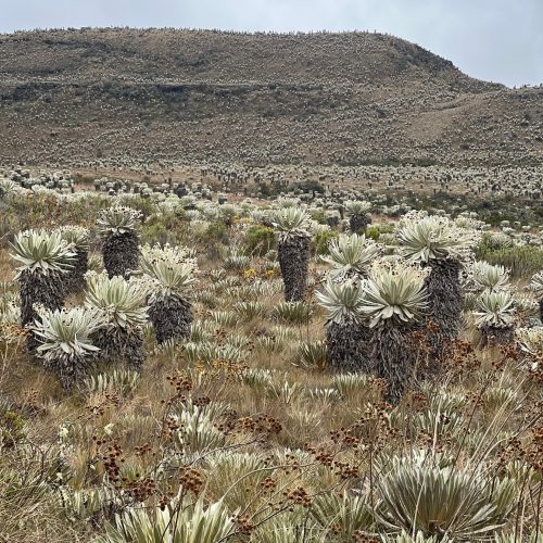 ParamoDeOceta1 ParamoDeOceta1