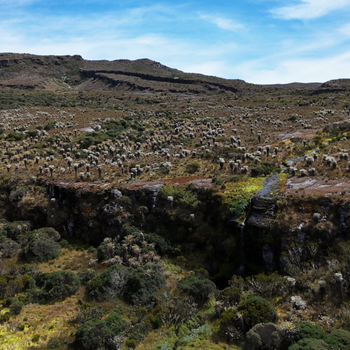 paramodeocetaCASCADA paramodeocetaCASCADA