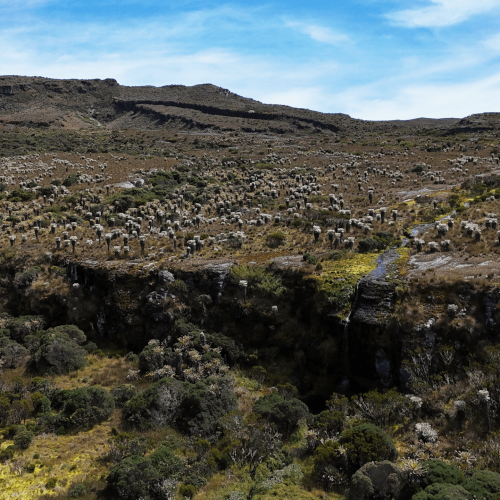 paramodeocetaCASCADA paramodeocetaCASCADA